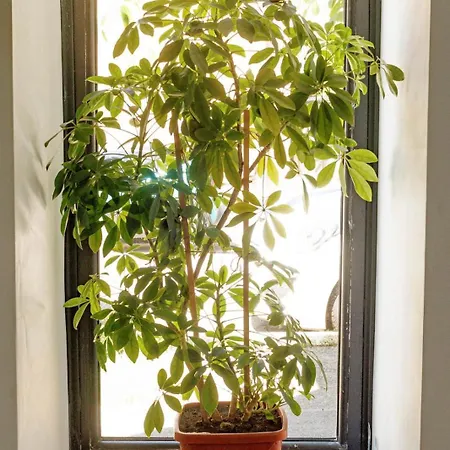 Apartmán 2 Cu Intrare Separata- Gara De Nord 